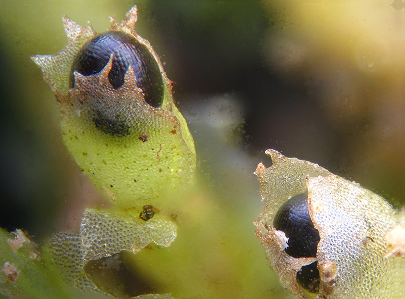 Lophocolea sp.